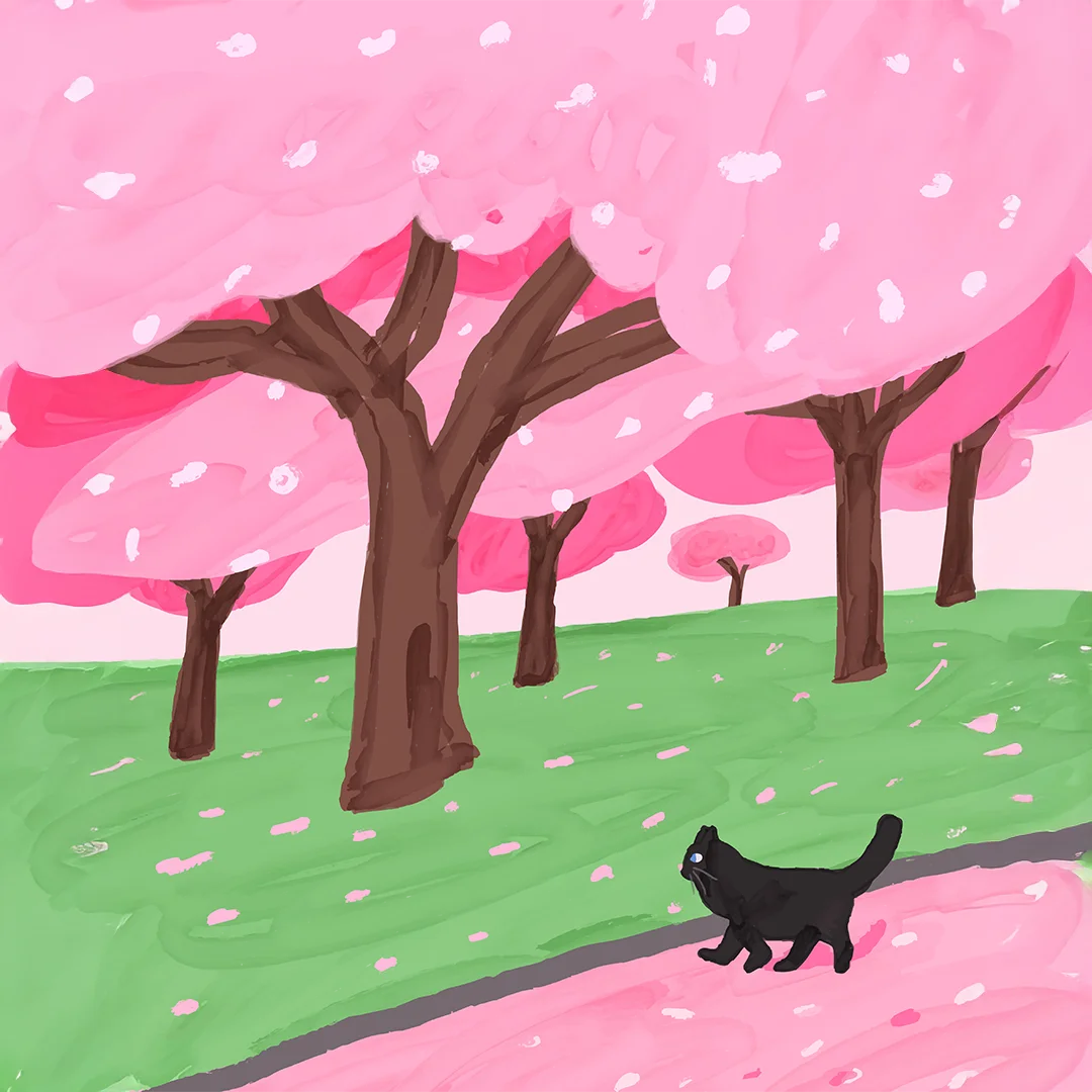 Illustration of a black cat walking on a pink petal-covered path surrounded by cherry blossom trees.