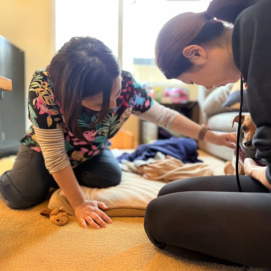 Dr. Miwa Kanbe Providing In-Home Veterinary Care Dr. Miwa Kanbe gently examines a small dog during a house call visit while the pet owner provides comfort.
