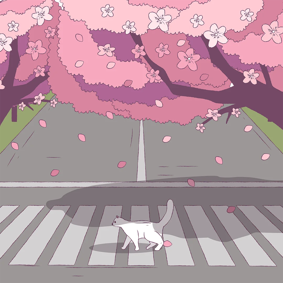 Illustration of a white cat walking across a crosswalk under blooming cherry blossom trees with pink petals falling.